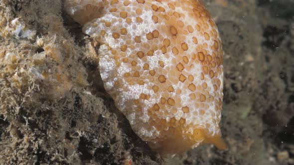 Large soft body sea creature slides across a underwater reef structure lit up by a scuba divers ligh