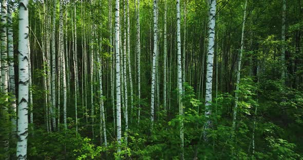 Flight through the dark forest in summer. Birch Grove. Aerial view