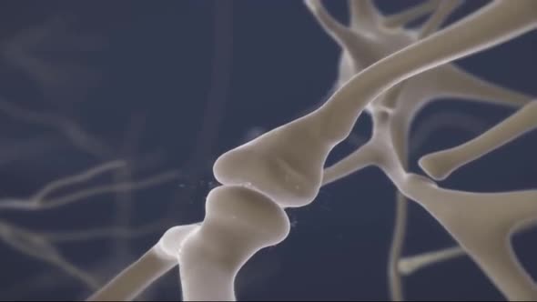 Loop Animaton Showing The Human Nervous System