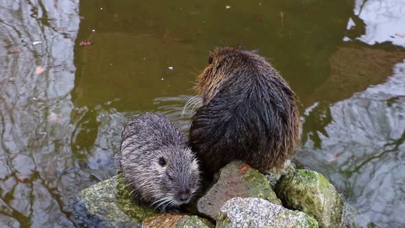 Nutria sit on stones by the water and wash