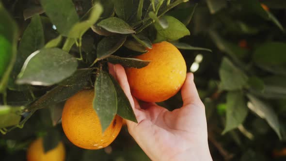 Farmer Hand Touches a Ripe Oranges