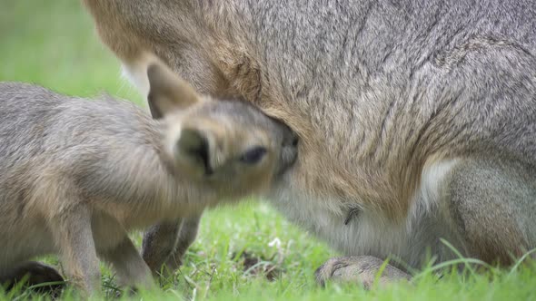 Close-up of baby patagonian mara feeding from teat of its mother