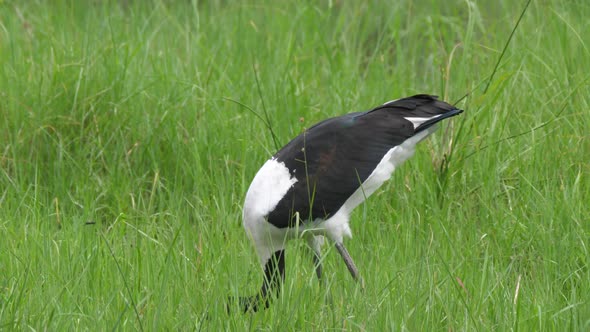 Saddle-Billed Stork Hunting for Fish on The Wetlands