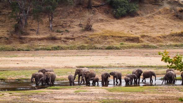 African bush elephant in Kruger National park, South Africa