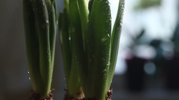 Transplanted Primroses. Bulbs And Buds Of Hyacinths And Daffodils Are Visible.