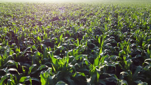 Flying Over Green Tops of Young Corn Sprouts on Sunny Morning