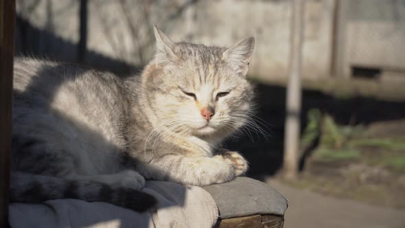 Homeless Gray Cat Lies on a Shabby Chair on the Street