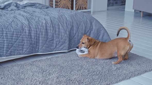 Small Brown Dog with Big Ears Plays with Soft Toy Ring in Bedroom at Home Medium Shot Slow Motion