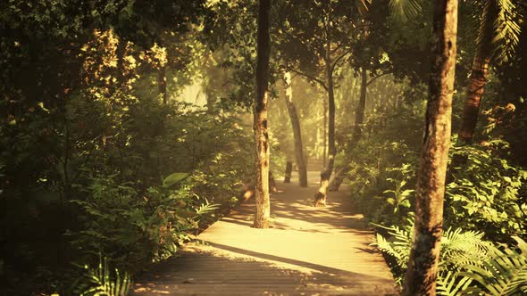 Wooden Walking Way Leading Through Beautiful Autumn Forest