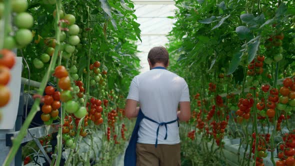 Agribusiness Owner Checking Tomatoes Using Tablet Research Data in Greenhouse