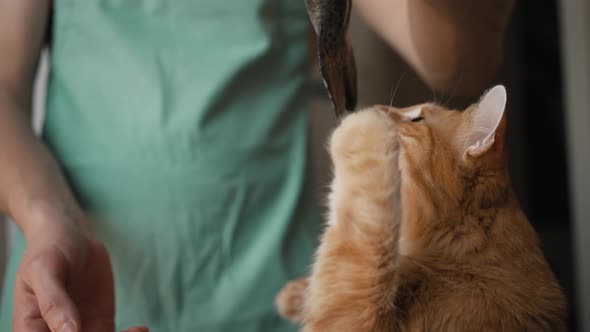 Man Owner Holds Fish Letting Hungry Red Domestic Cat to Bite