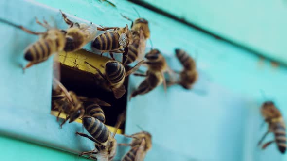 Bees Swarm Near the Entrance to the Hive