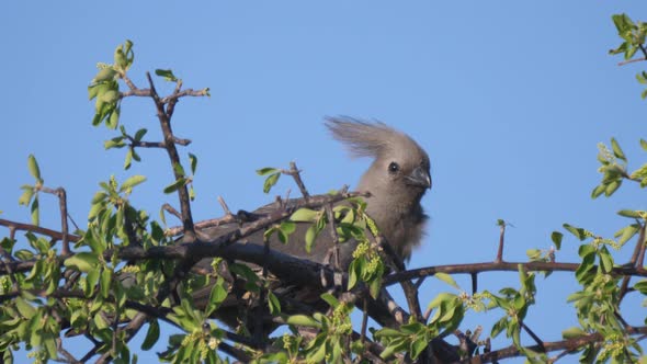 Grey go-away-bird in a tree at Naye-Naye Concession Area