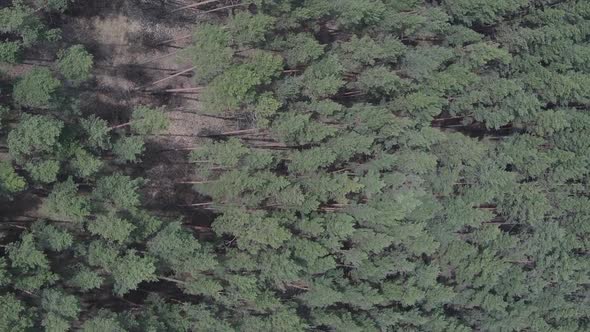 Vertical Video of Green Pine Forest By Day Aerial View