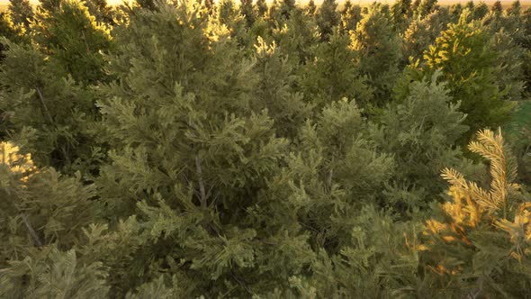 Green Aerial View Forest Coniferous Trees alt