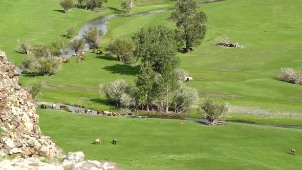 Real Wild Free Horses Grazing by Stream in Green Meadow With Fresh Grass