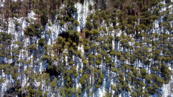 Snowcovered Coniferous Forest From a Bird'seye View