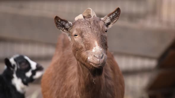 Cute Goat in Zoo