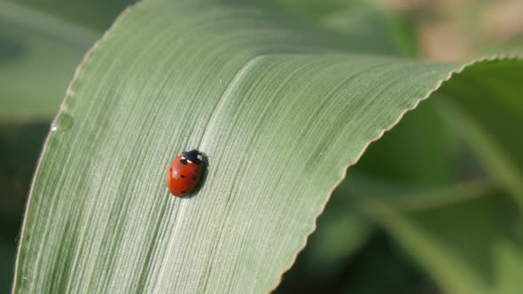 Red ladybird on the corn leaf shallow DOF 4K 2160p 30fps UltraHD footage - Outdoor scene with Coccin