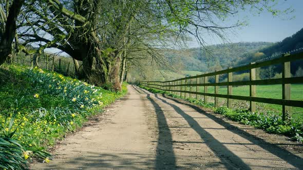 Pretty Country Road With Daffodils Rising Shot