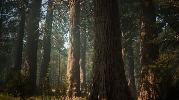 Sunset on the Giant Forest, Sequoia National Park, California