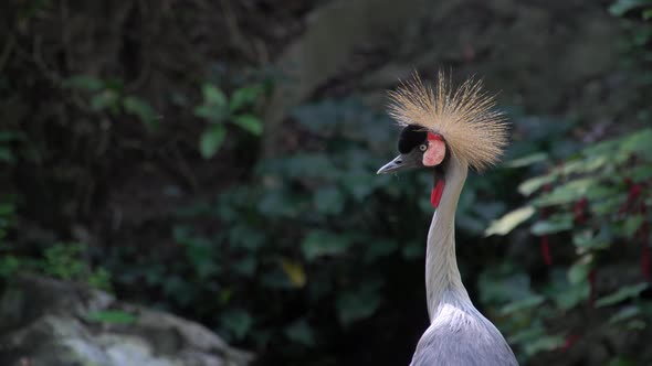 Portrait of Grey Crowned Crane Balearica Regulorum