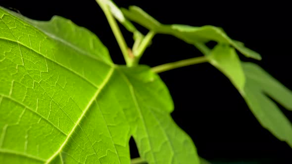 Camera Pans Over Green Leafs on Black Background