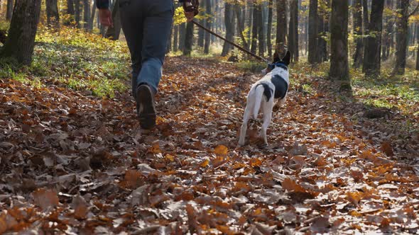 In slow motion, a man with a dog on a leash running through the foliage in the autumn forest