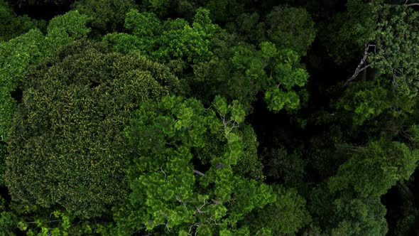 Aerial top view of tree canopy from tropical forest in the Amazon of Ecuador