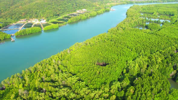 An island-shaped mangrove forest in the middle of a river mouth near the sea.