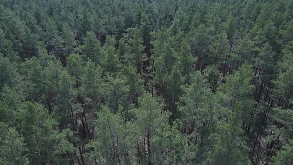 Green Pine Forest By Day Aerial View