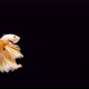 Siamese fighting fish (Betta splendens) - VideoHive Item for Sale