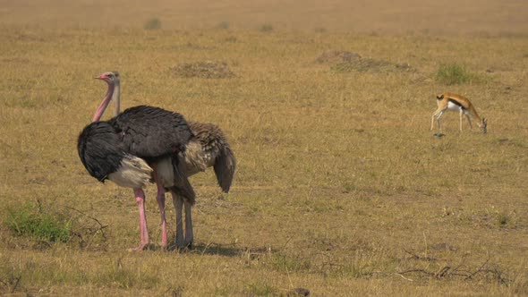 Thomson's gazelle and ostriches in Masai Mara