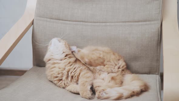 Cute Ginger Cat Is Sleeping on Beige Chair. Fluffy Pet Is Dozing in Cozy Home.