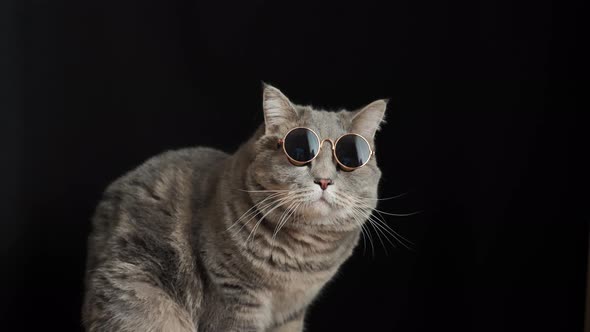 The cat in black sun glasses, breed Scottish straight