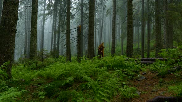 Mysterious Landscape of Foggy Forest After Rain