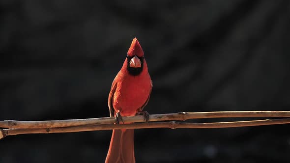 Cardinal Bird Lands on a Branch in Slow Motion