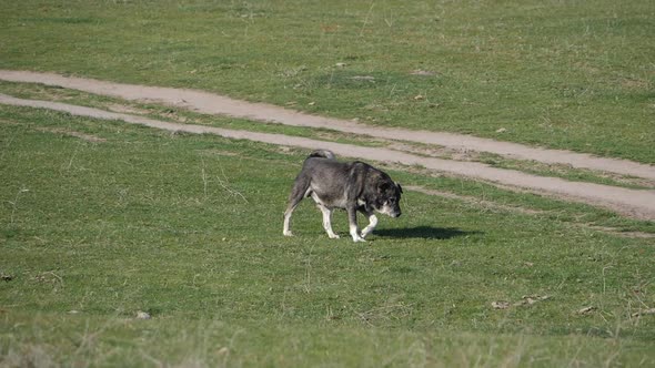 Shepherd Dog