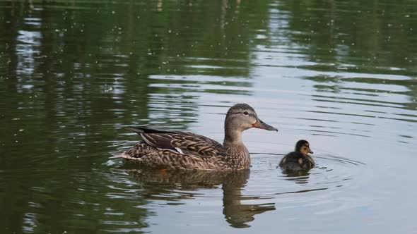 Mallard Female with Little Duckling Swim in Lake