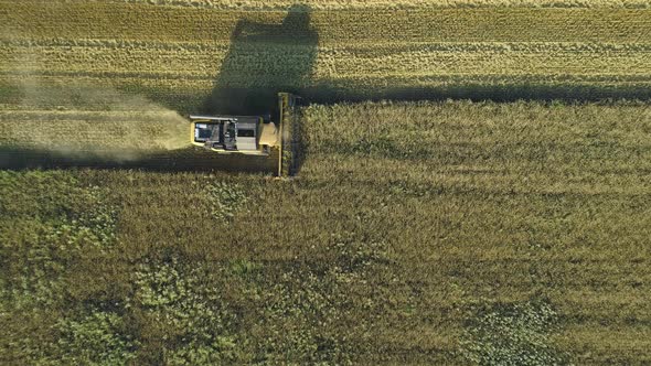 Aerial Drone Footage. Top View Still Shot of Combine Harvester Gathers the Wheat. Harvesting Grain