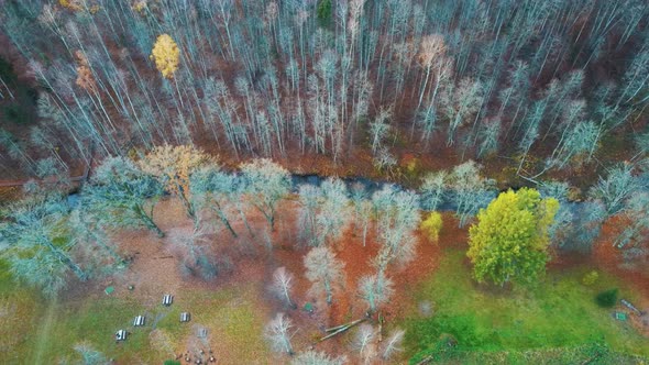 River and Colorful Forest Woodland at Autumn Trees Forest Landscape Aerial Shot. 4K Video