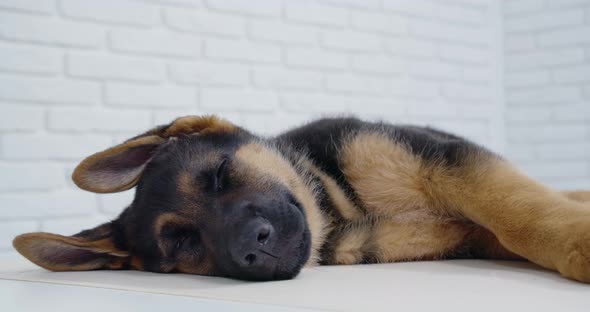 Cute Dog Sleeping on White Background in Modern Clinic