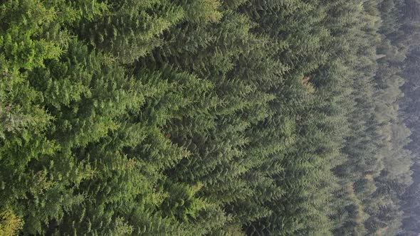 Vertical Video Aerial View of Trees in the Forest