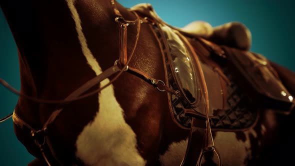 Saddle with Stirrups on a Back of a Horse