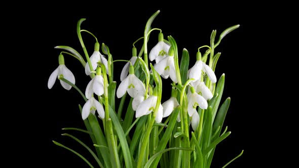Timelapse of Snowdrop Flowers Opening on a Black Background Closeup
