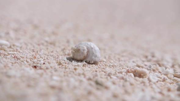 Hermit crab crawling on a sand beach.