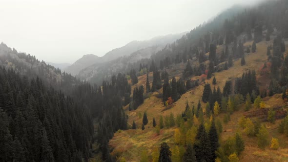 Autumn Foggy Forest Aerial Drone Fligth View