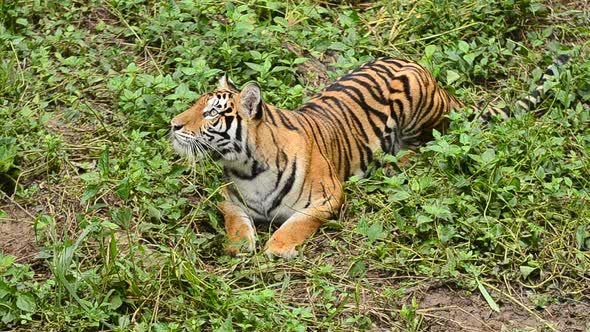 bengal tiger in a forest atmosphere