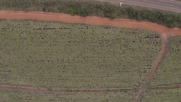 Sugar cane farm aerial shot by drone in brazil, video moves forwards, crosses highway and finds anot