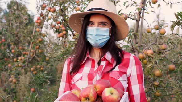 Farmer with Apple Harvest. Woman, in Protective Mask, Holds in Hands a Box of Freshly Picked Apples